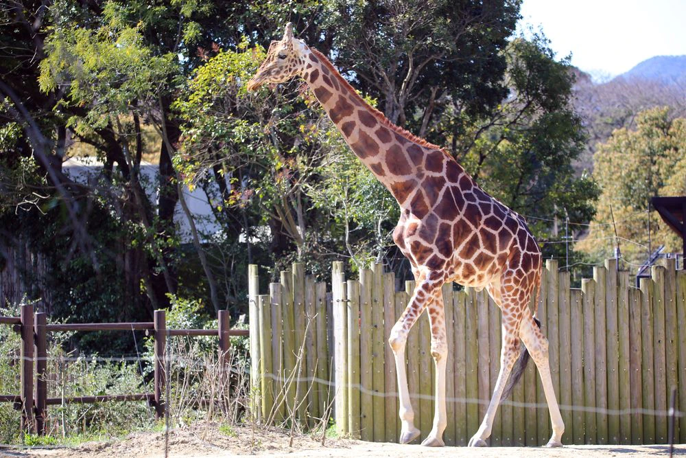 到津の森公園のキリン