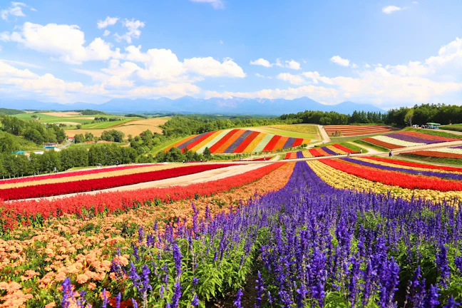 【夏の北海道】7月、8月、9月が見頃・おすすめのスポット10選!