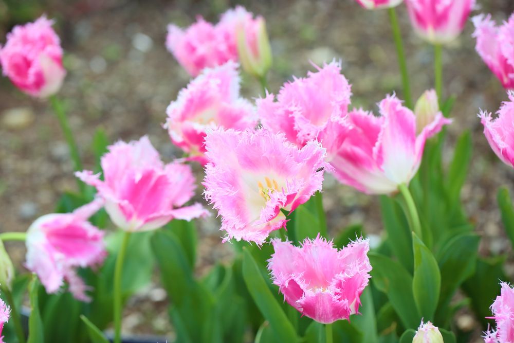ハウステンボスの画像 - 5枚目