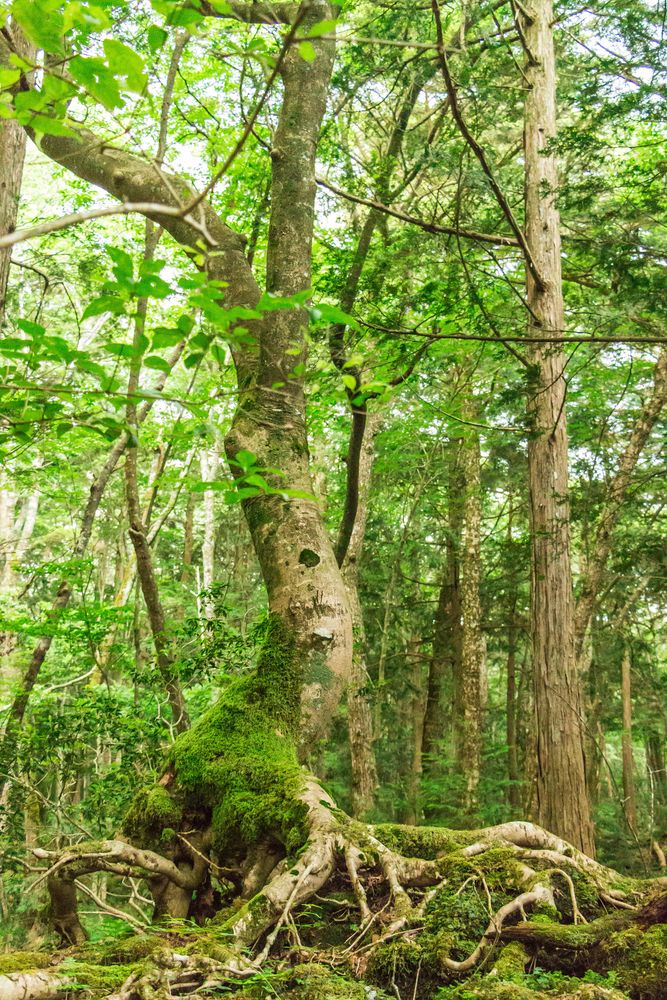 富岳風穴の画像 - 2枚目