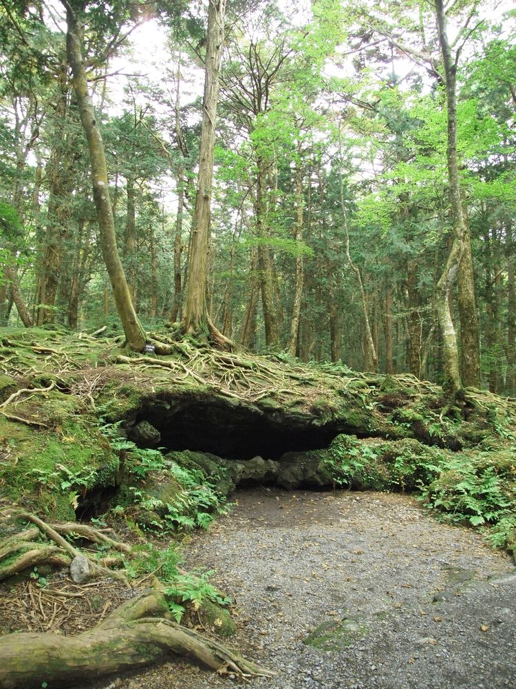 富岳風穴の画像 - 5枚目