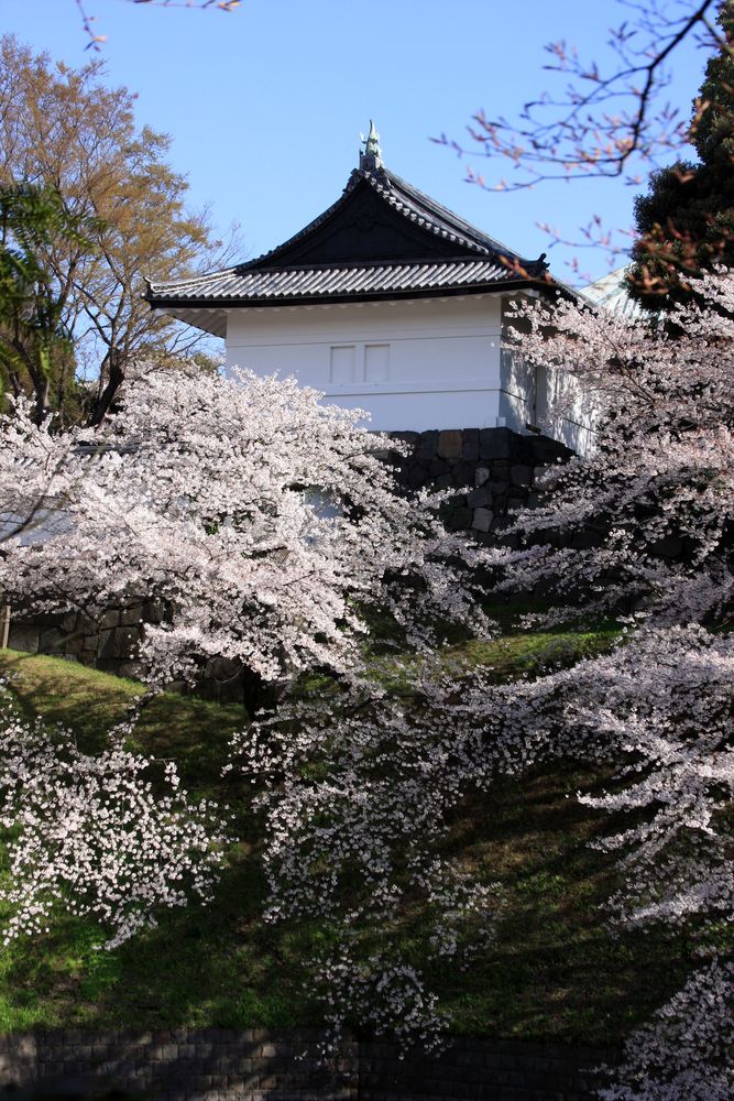北の丸公園の画像 - 3枚目