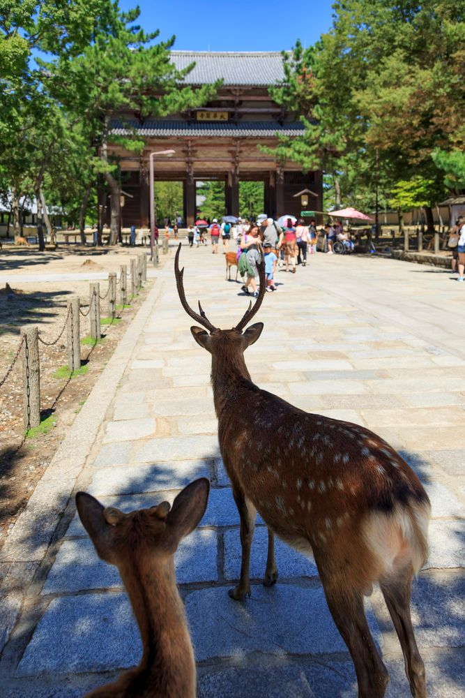 東大寺の画像 - 5枚目