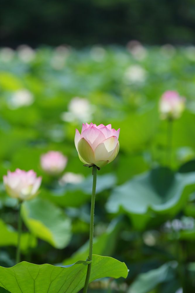 長居公園の画像 - 2枚目
