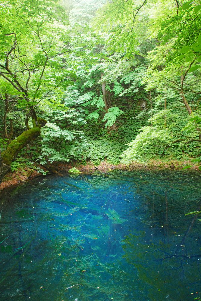 青池の画像 - 2枚目