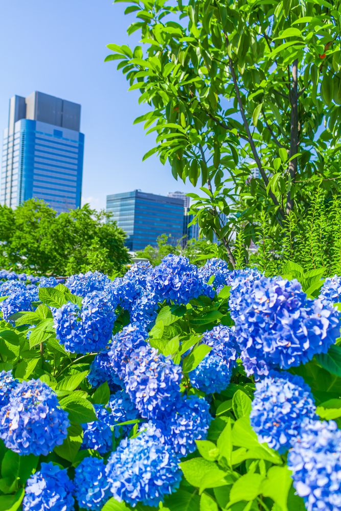 シンボルプロムナード公園の画像 - 3枚目