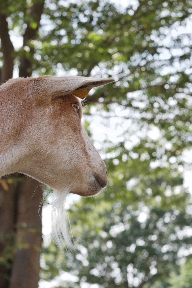 まかいの牧場(馬飼野牧場)の画像 - 2枚目