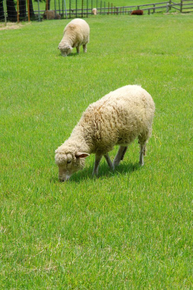 まかいの牧場(馬飼野牧場)の画像 - 4枚目