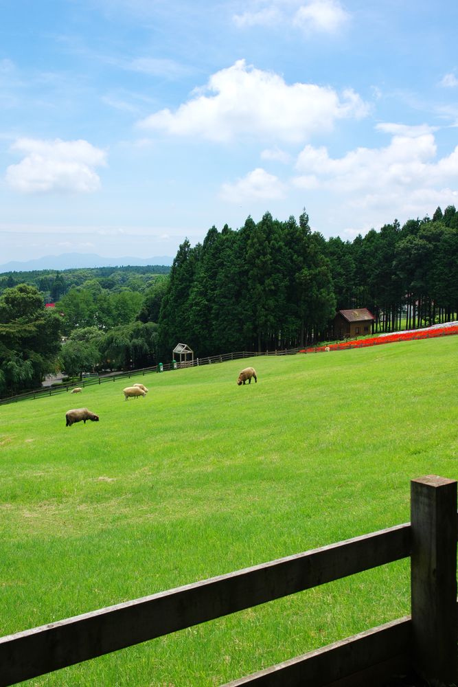 まかいの牧場(馬飼野牧場)