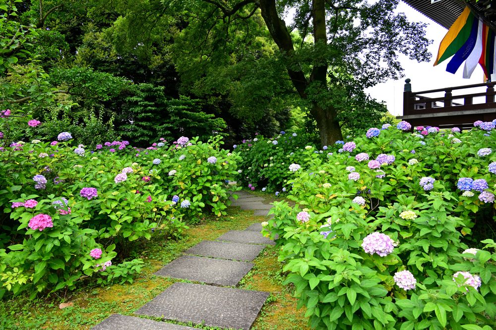 智積院の画像 - 7枚目