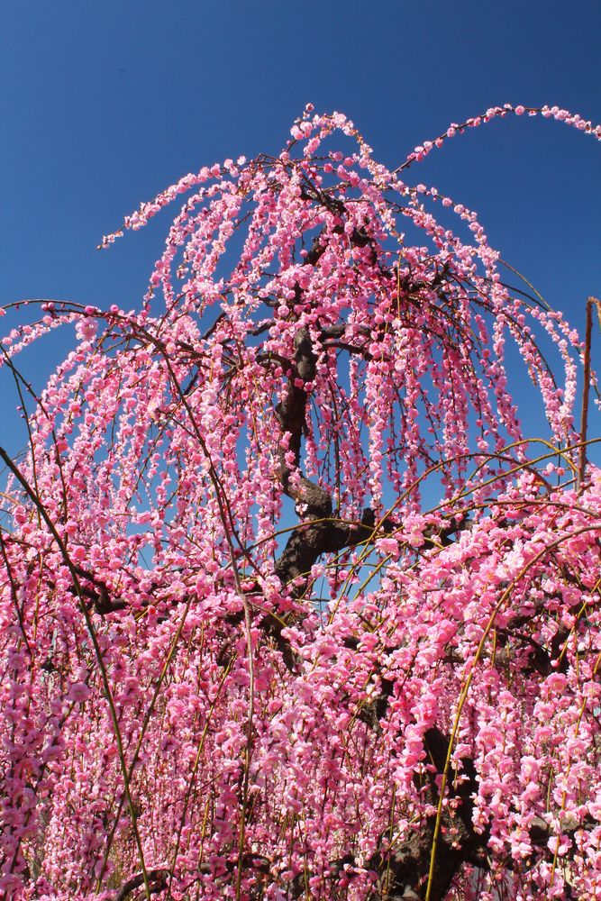 防府天満宮の画像 - 2枚目