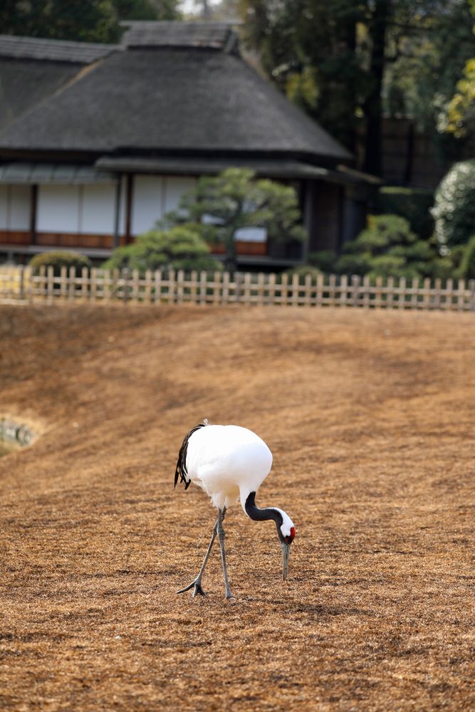 岡山後楽園の画像 - 5枚目