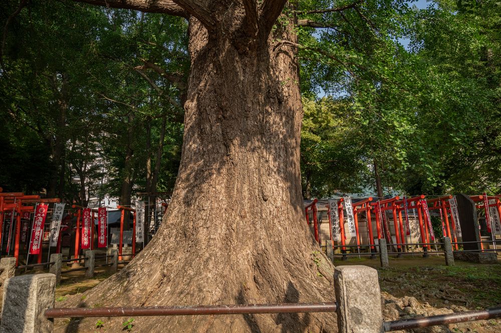 富岡八幡宮の画像 - 5枚目