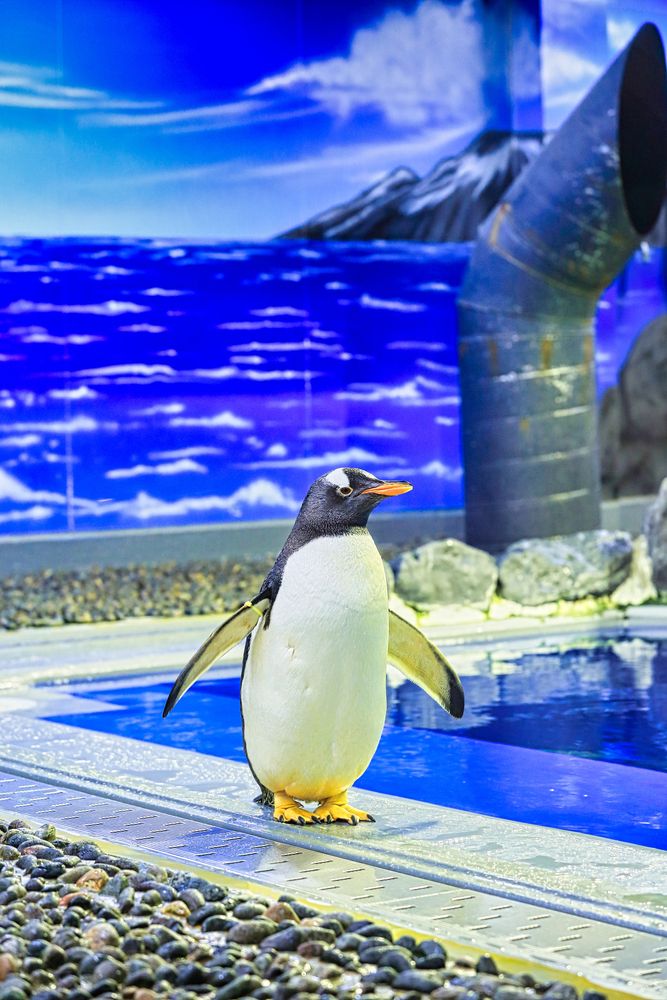 越前松島水族館の画像 - 2枚目