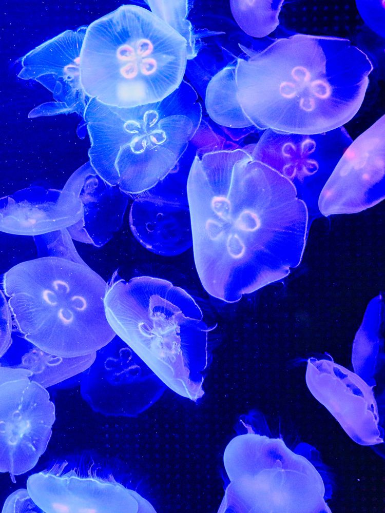 越前松島水族館の画像 - 3枚目