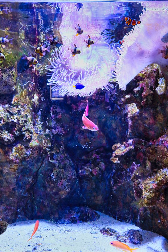 越前松島水族館の画像 - 4枚目
