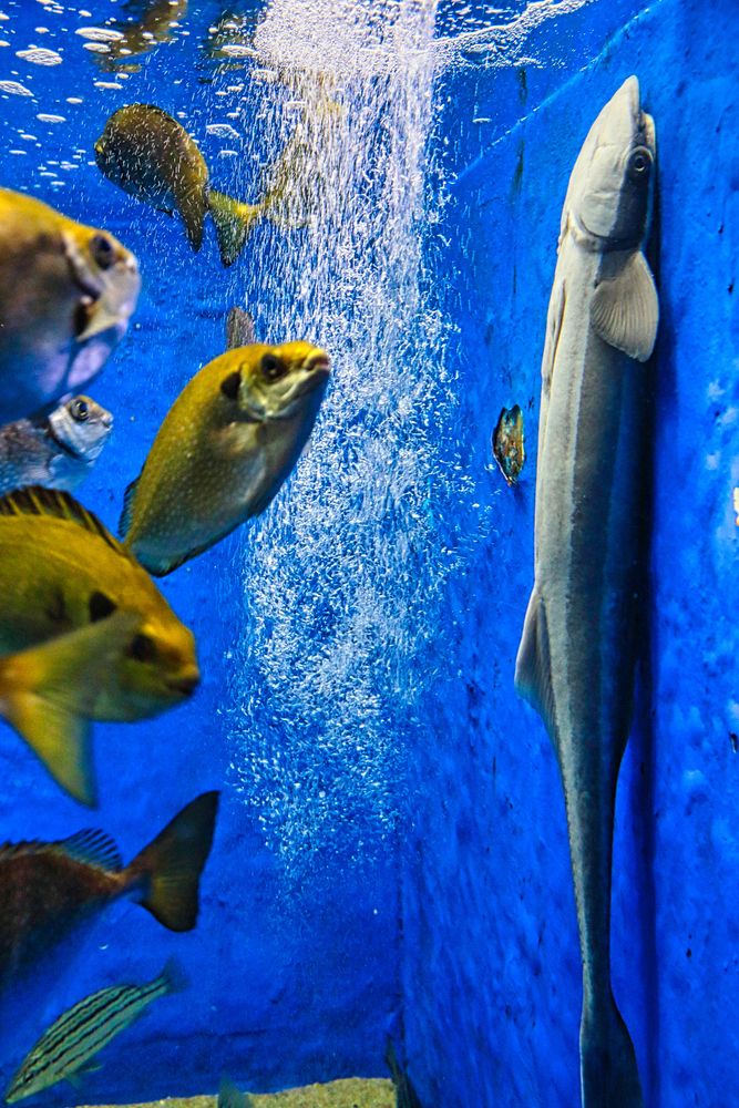 越前松島水族館の画像 - 5枚目