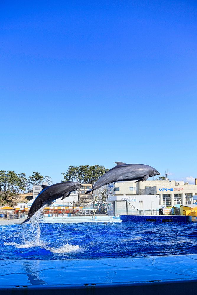 越前松島水族館の画像 - 6枚目