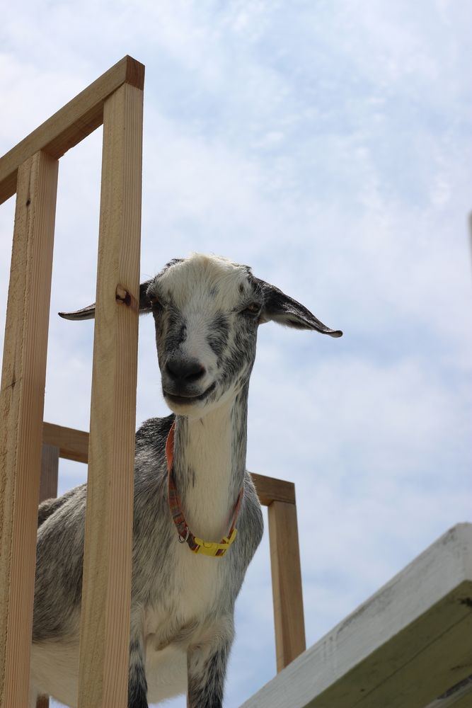 ひるがの高原 牧歌の里の画像 - 4枚目