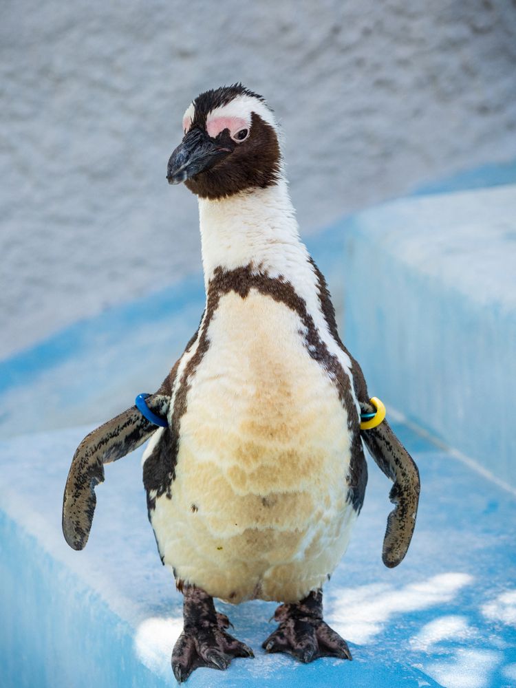 上野動物園の画像 - 3枚目