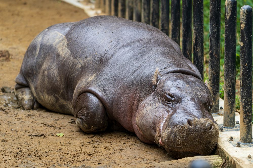 上野動物園の画像 - 7枚目