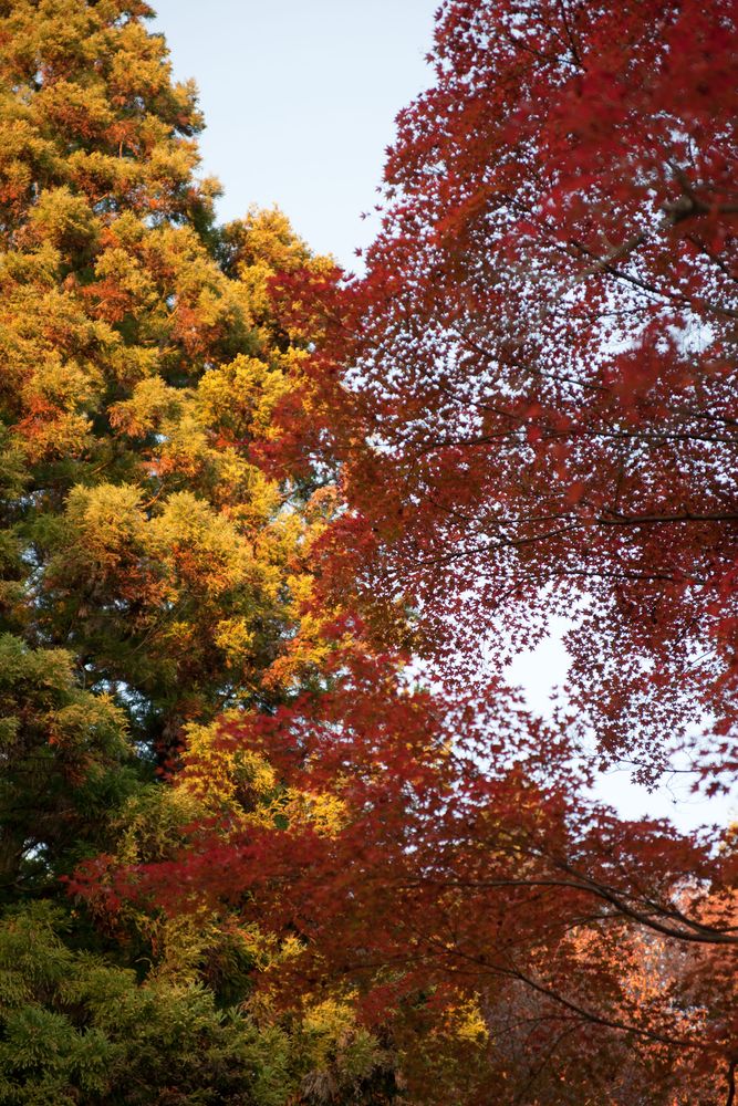 曽木公園の画像 - 3枚目