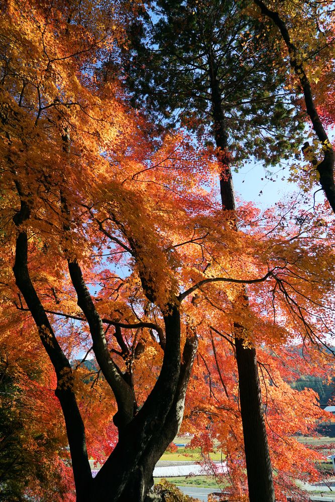 曽木公園の画像 - 5枚目