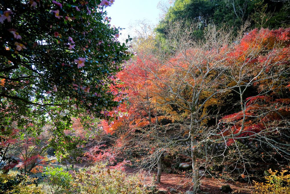 曽木公園の画像 - 6枚目
