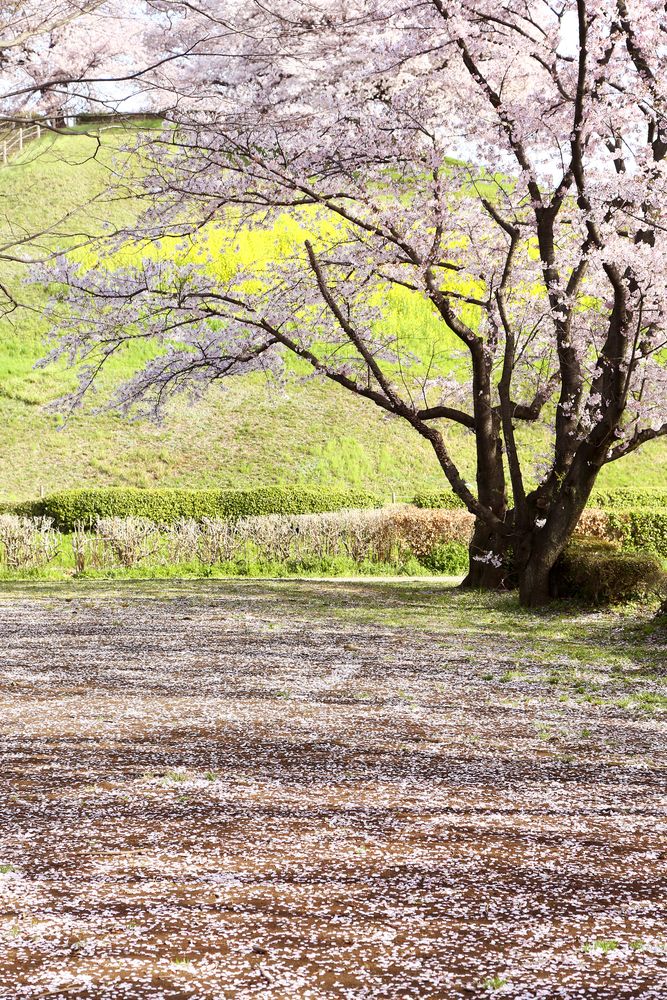 さきたま古墳公園の画像 - 3枚目