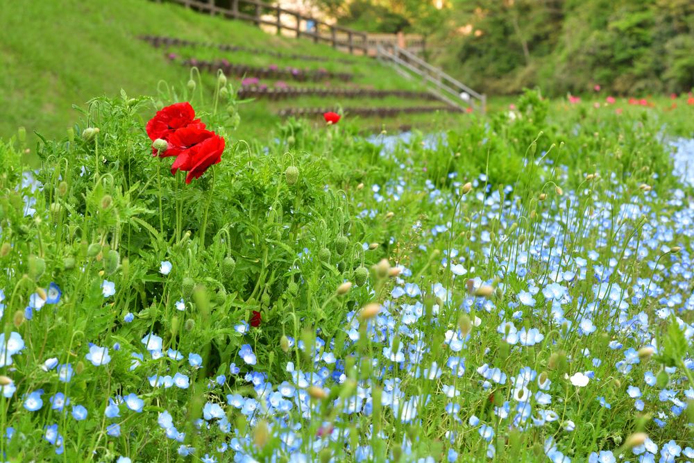 くりはま花の国の画像 - 2枚目