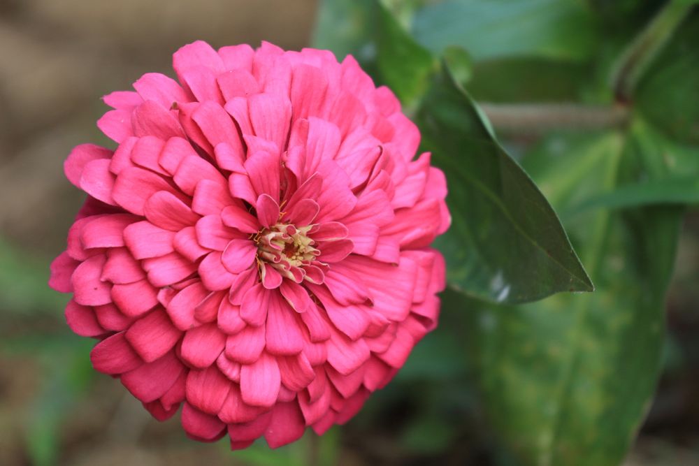 くりはま花の国の画像 - 3枚目