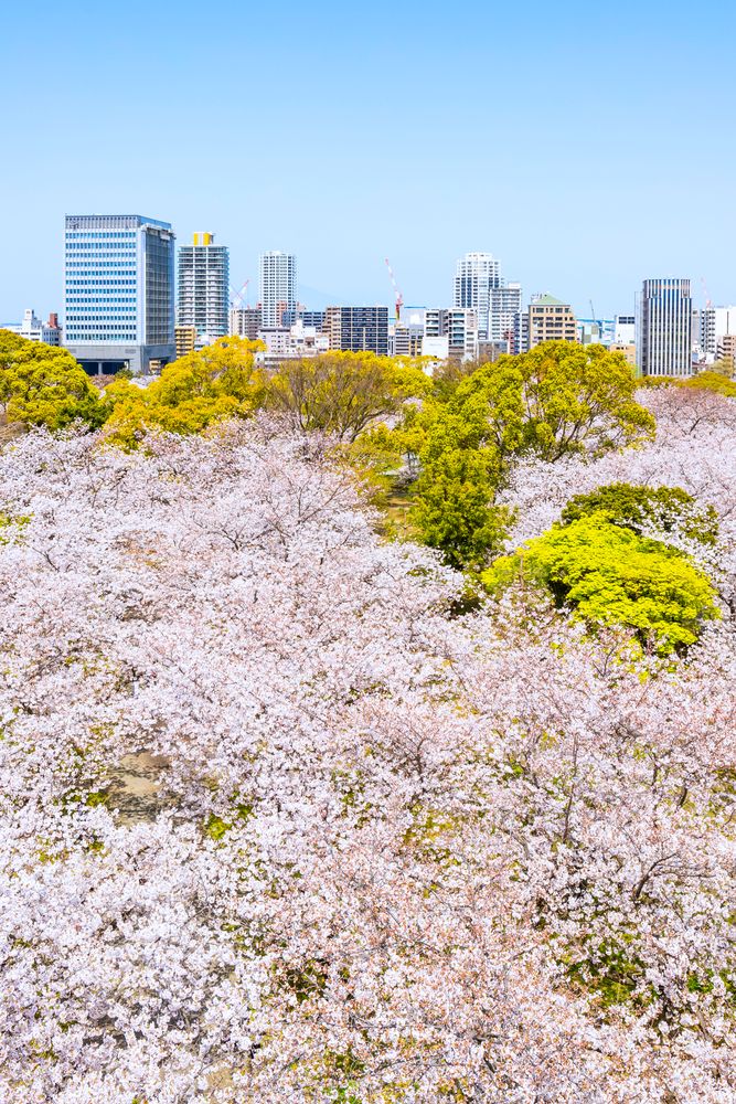 舞鶴公園の画像 - 5枚目