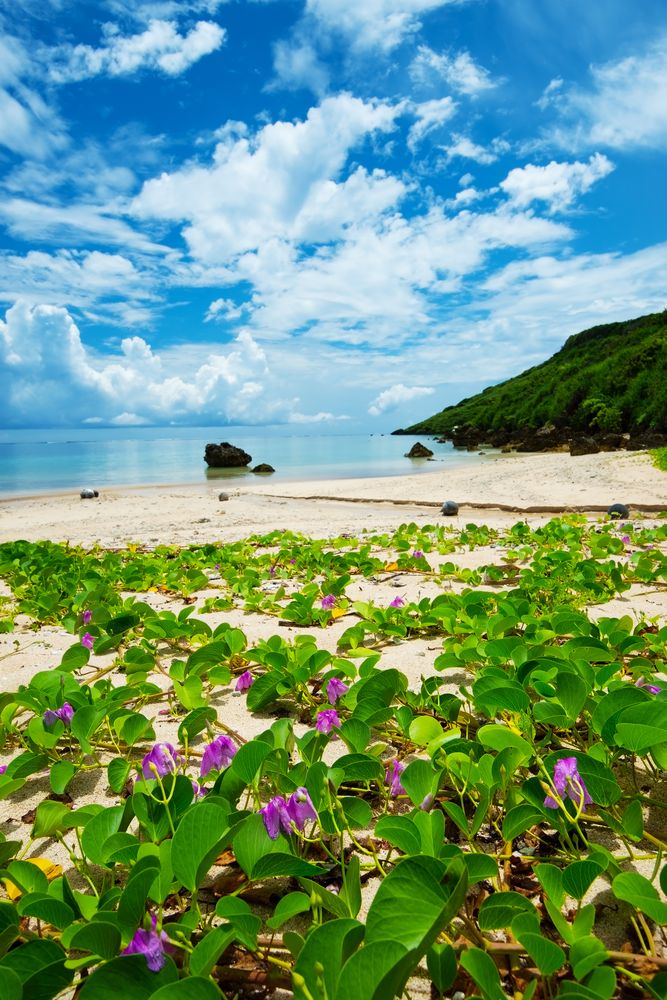 新城海岸の画像 - 5枚目
