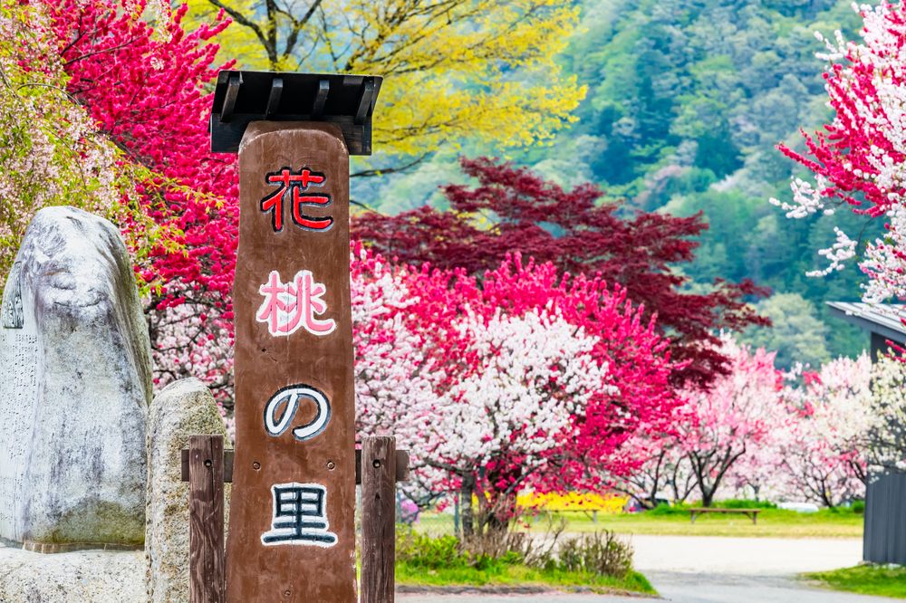 月川温泉 花桃の里の画像 - 2枚目
