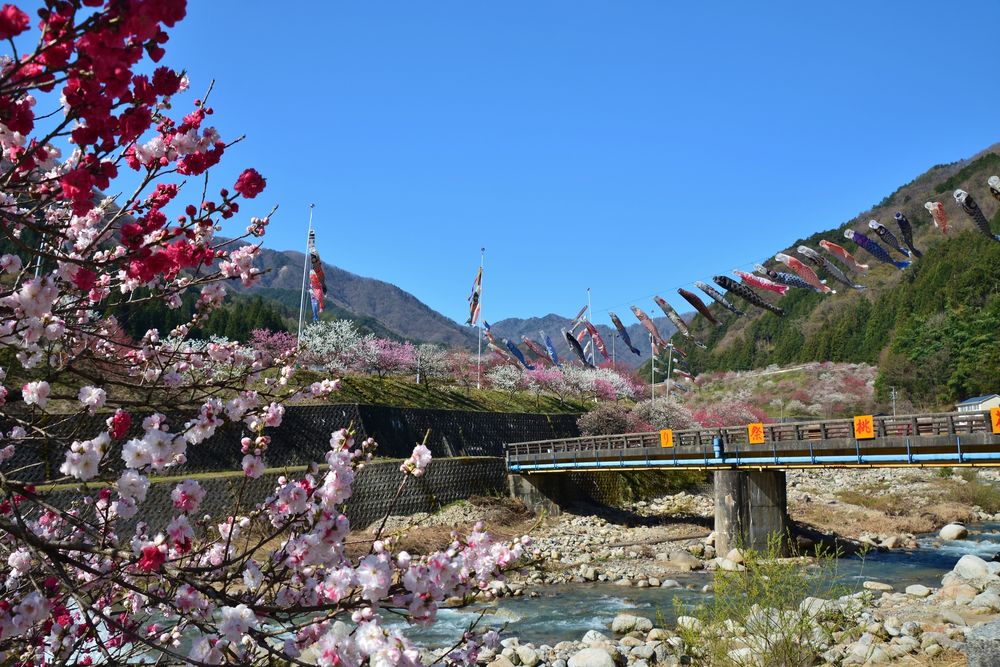 月川温泉 花桃の里の画像 - 3枚目