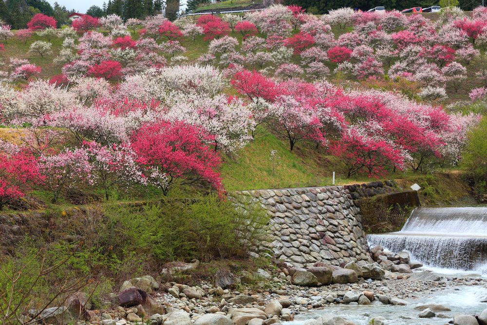 月川温泉 花桃の里の画像 - 4枚目