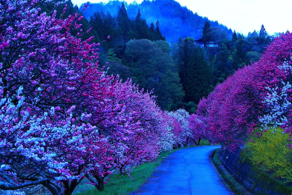 月川温泉 花桃の里の画像 - 5枚目