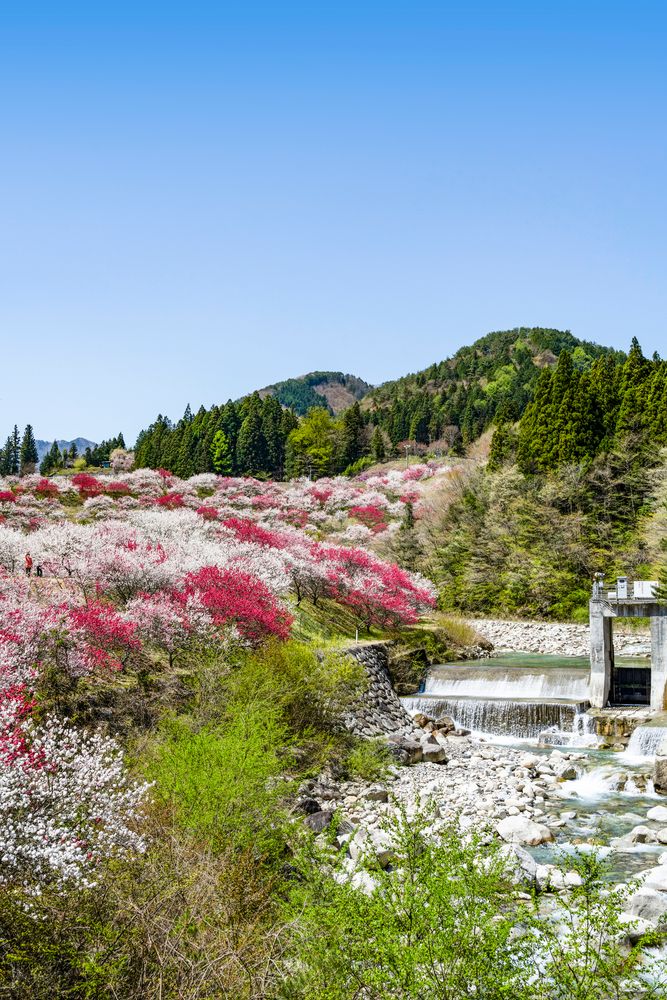月川温泉 花桃の里の画像 - 6枚目