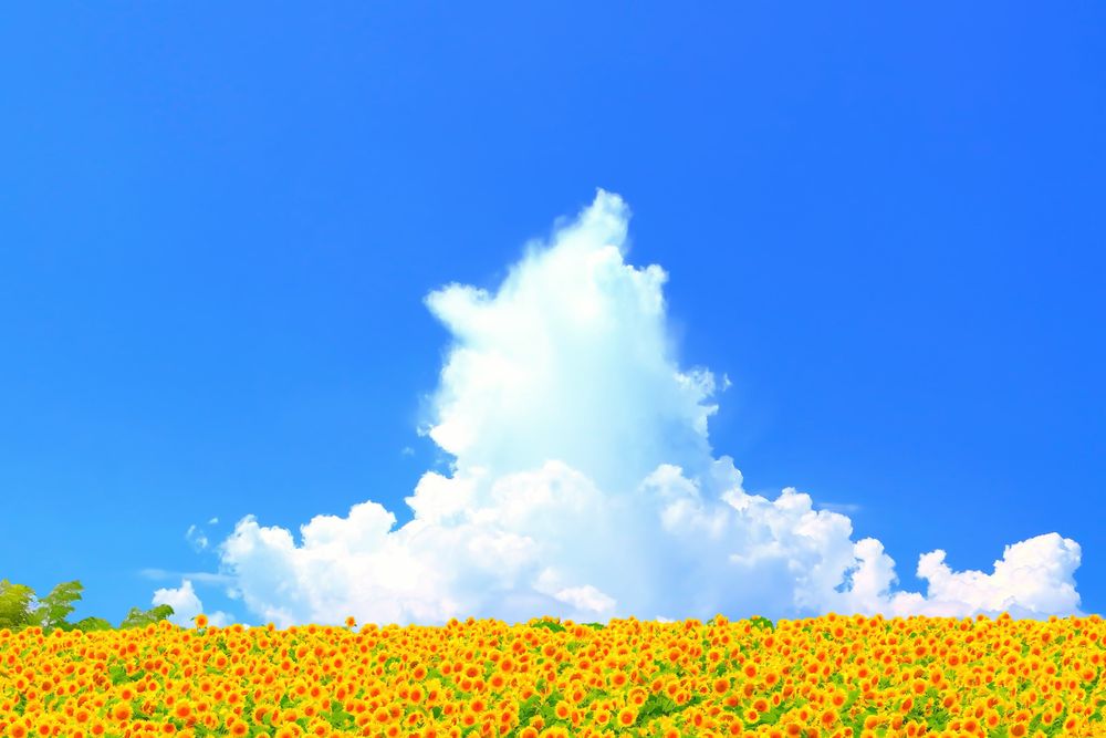 ひまわりの丘の画像 - 2枚目