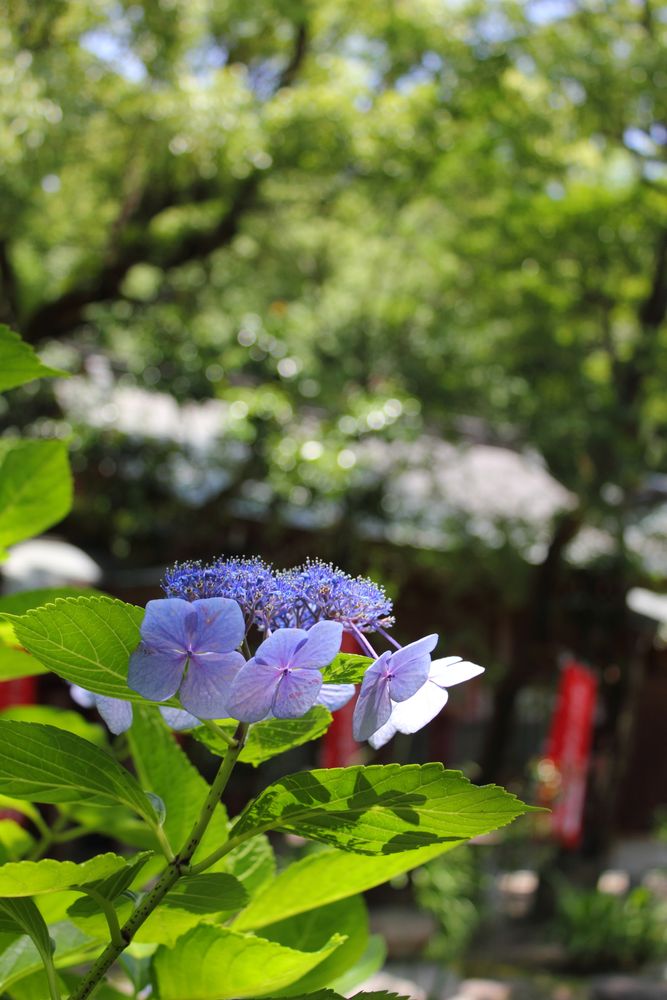 住吉神社の画像 - 3枚目