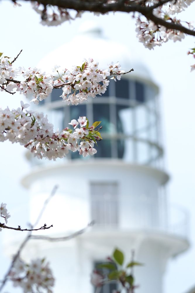 室戸岬の画像 - 2枚目