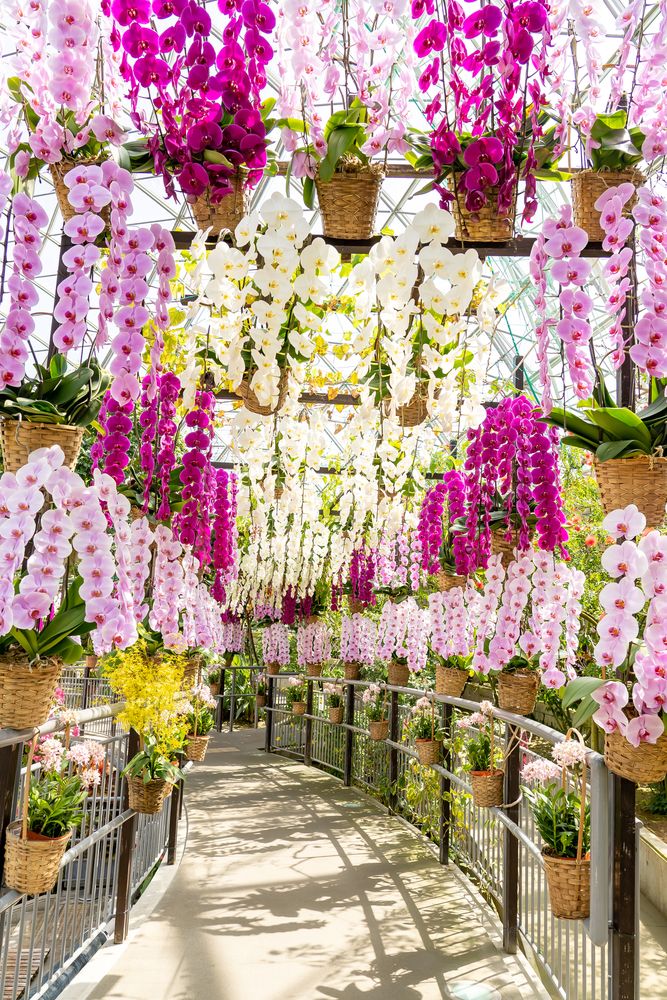 とっとり花回廊の画像 - 4枚目