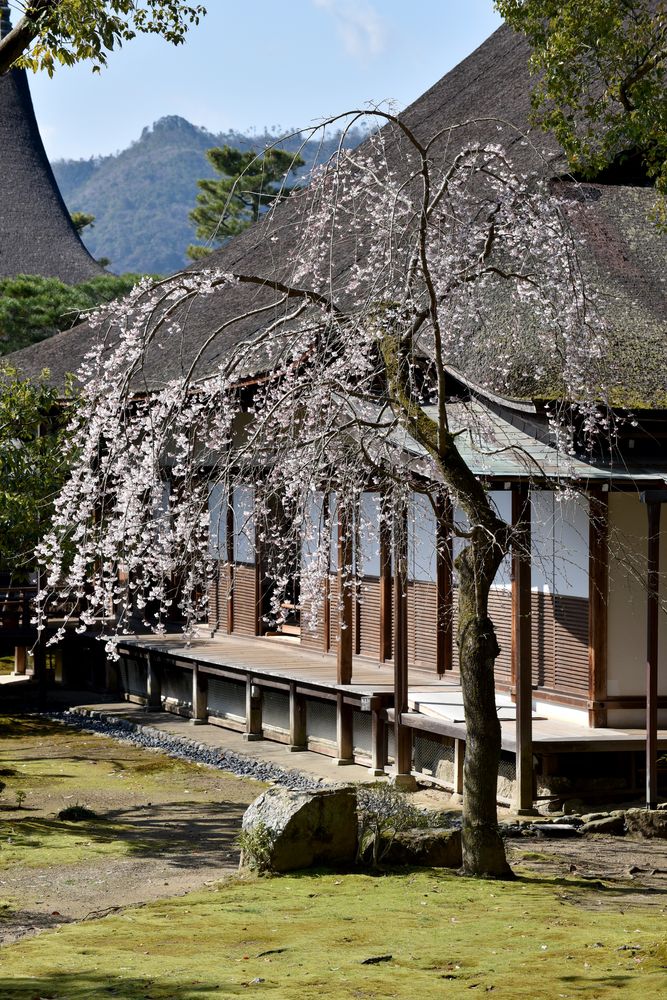 大覚寺の画像 - 3枚目
