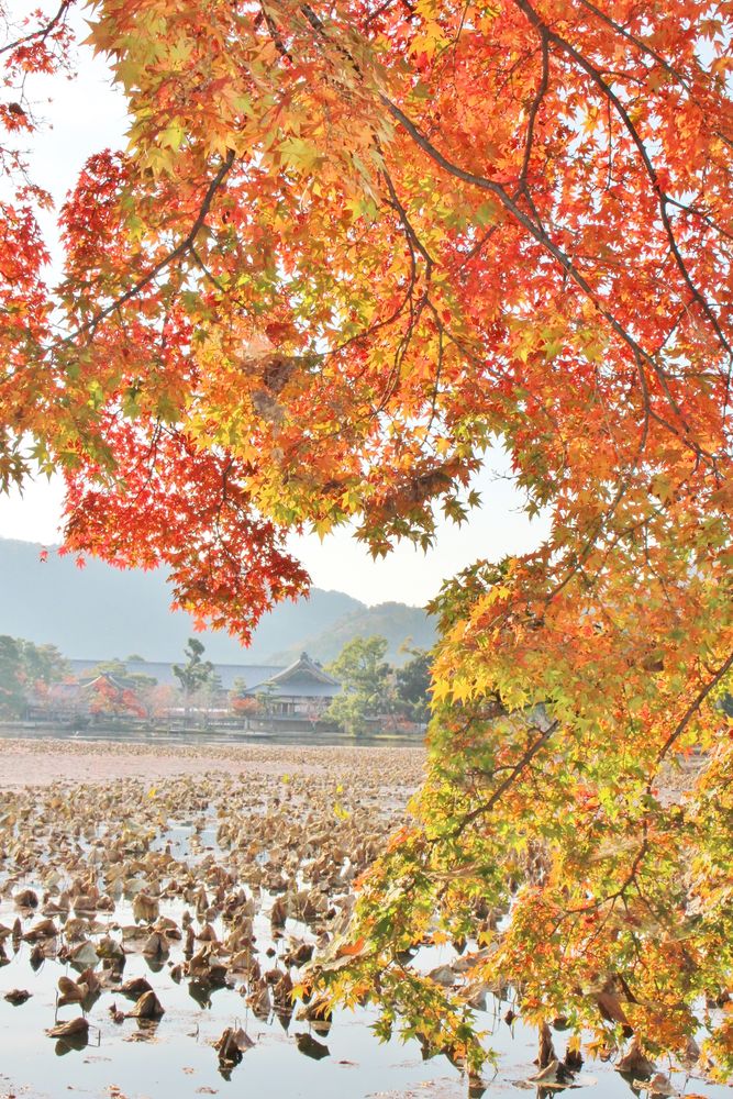 大覚寺の画像 - 4枚目