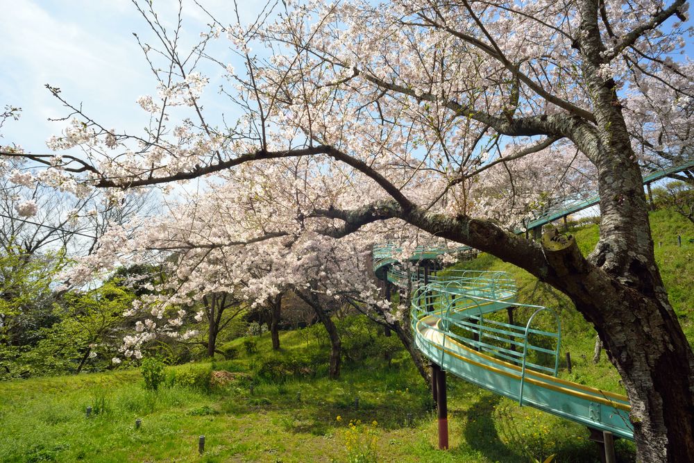 吾妻山公園の画像 - 2枚目