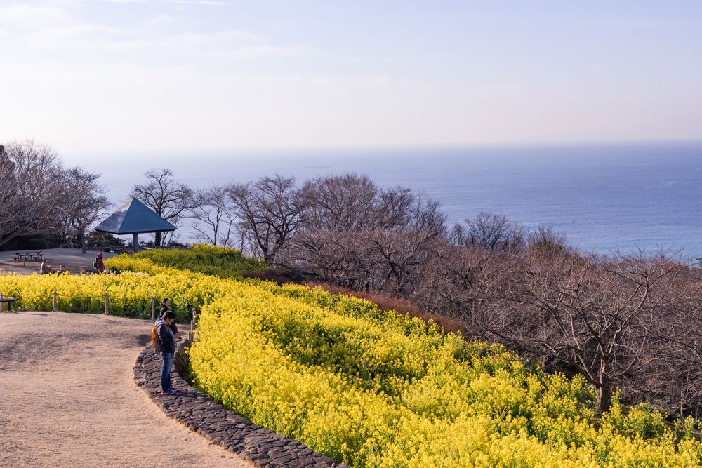 吾妻山公園の画像 - 3枚目