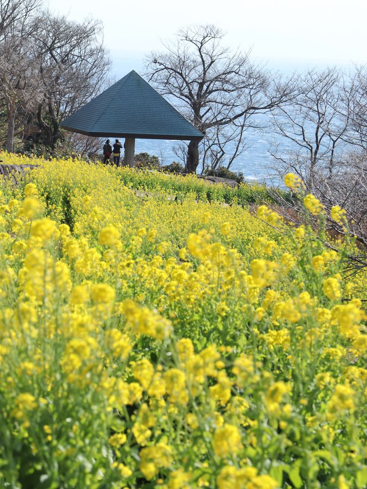 吾妻山公園の画像 - 4枚目