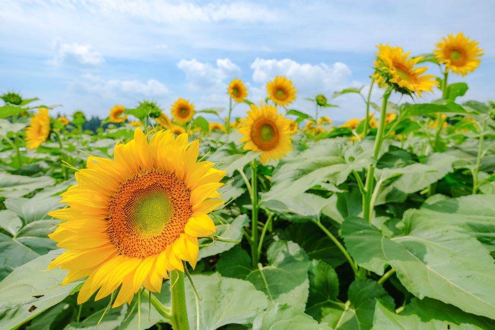 津南ひまわり広場】の周辺スポット・アクセス・口コミ - Prism Japan