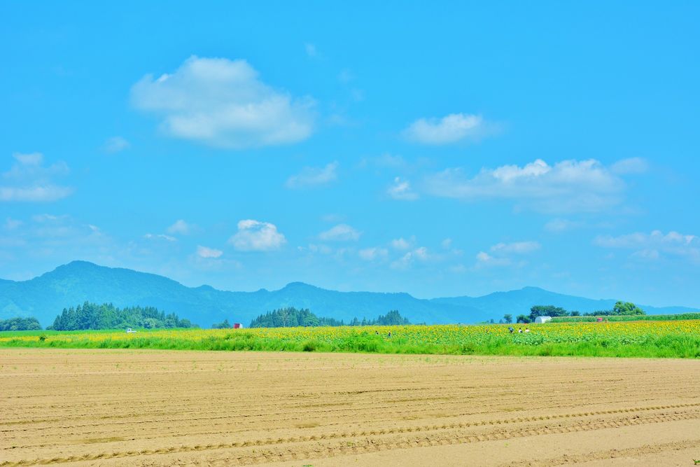 津南ひまわり広場の画像 - 5枚目