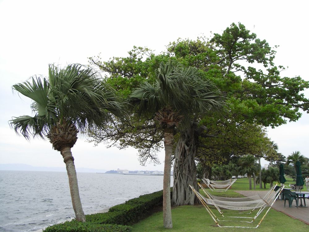 指宿温泉 指宿白水館の画像 - 2枚目